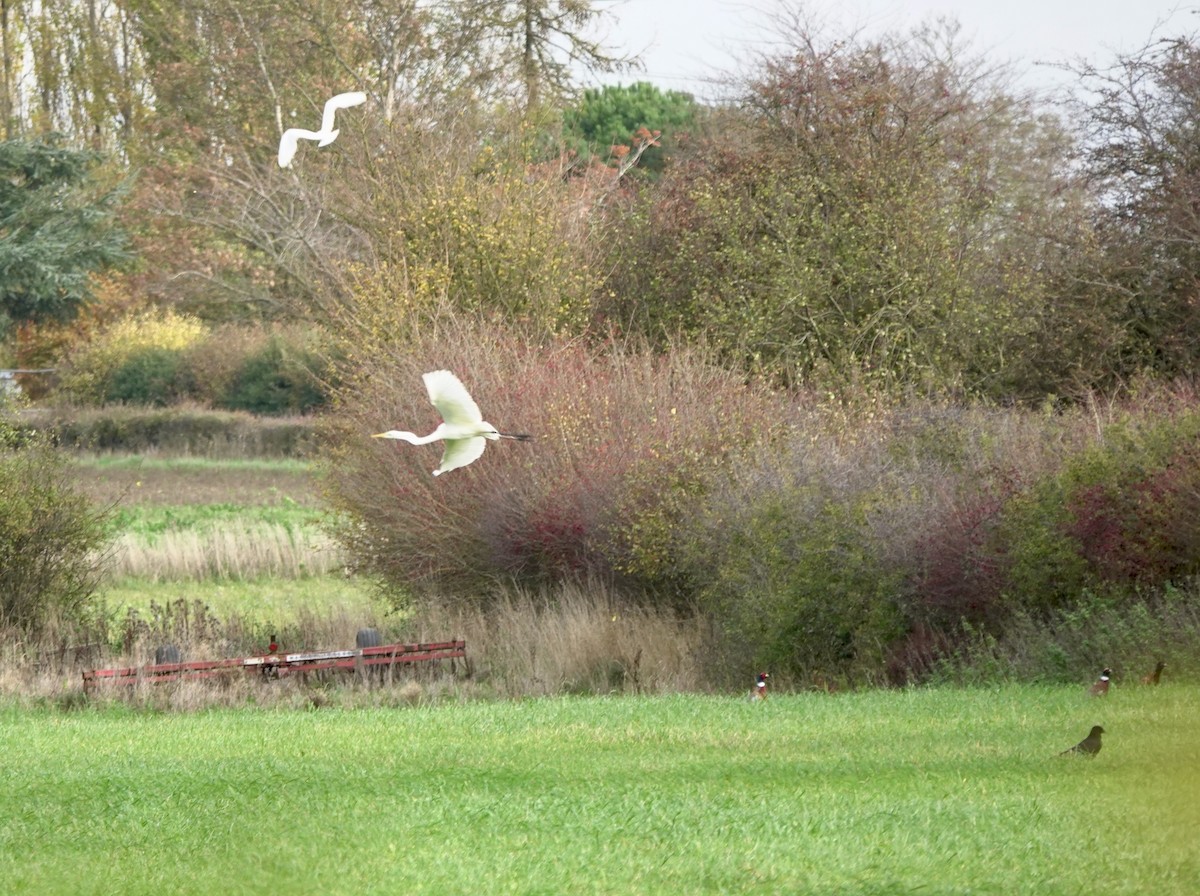 Фазан звичайний - ML644656088