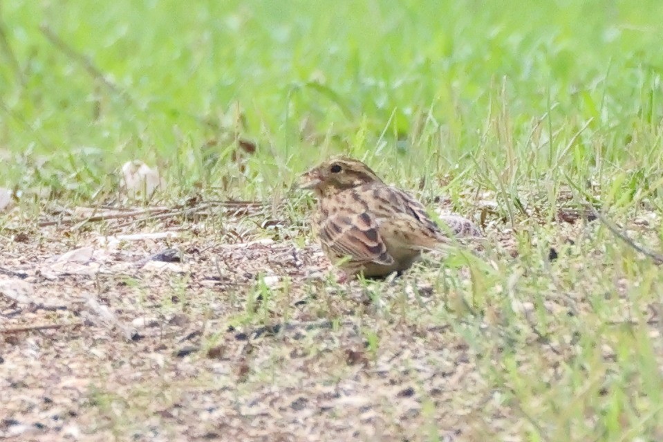 Cirl Bunting - ML644656090