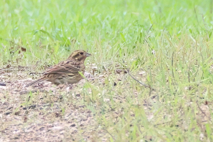 Cirl Bunting - ML644656091