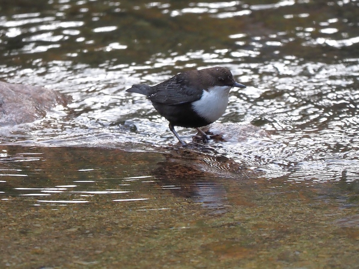 Пронурок біловолий - ML644656094