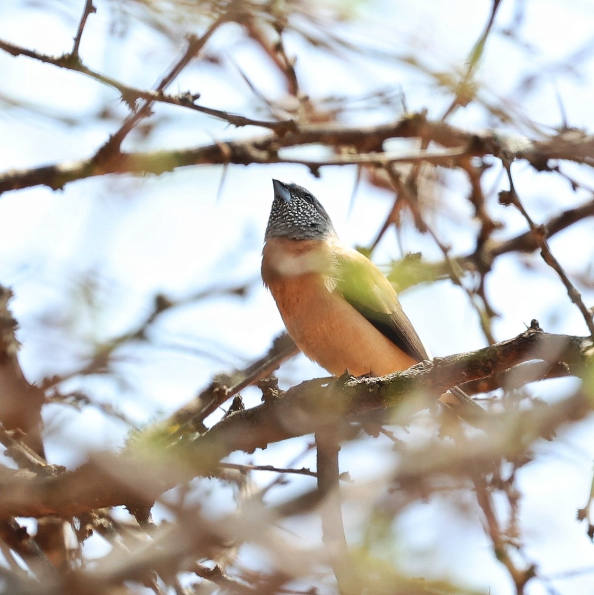 Gray-headed Silverbill - ML644656100
