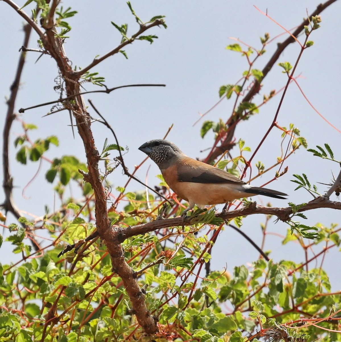 Gray-headed Silverbill - ML644656101