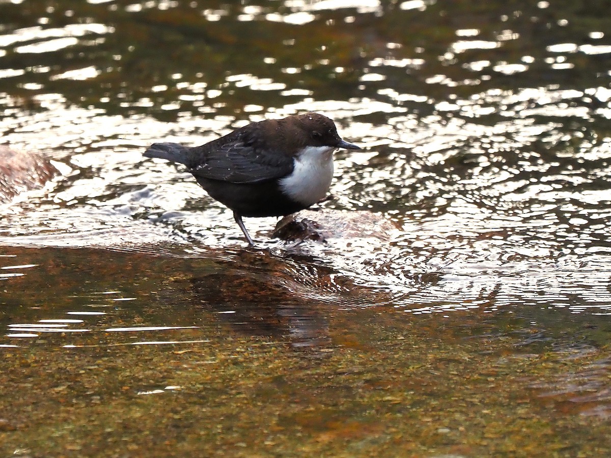 Пронурок біловолий - ML644656109