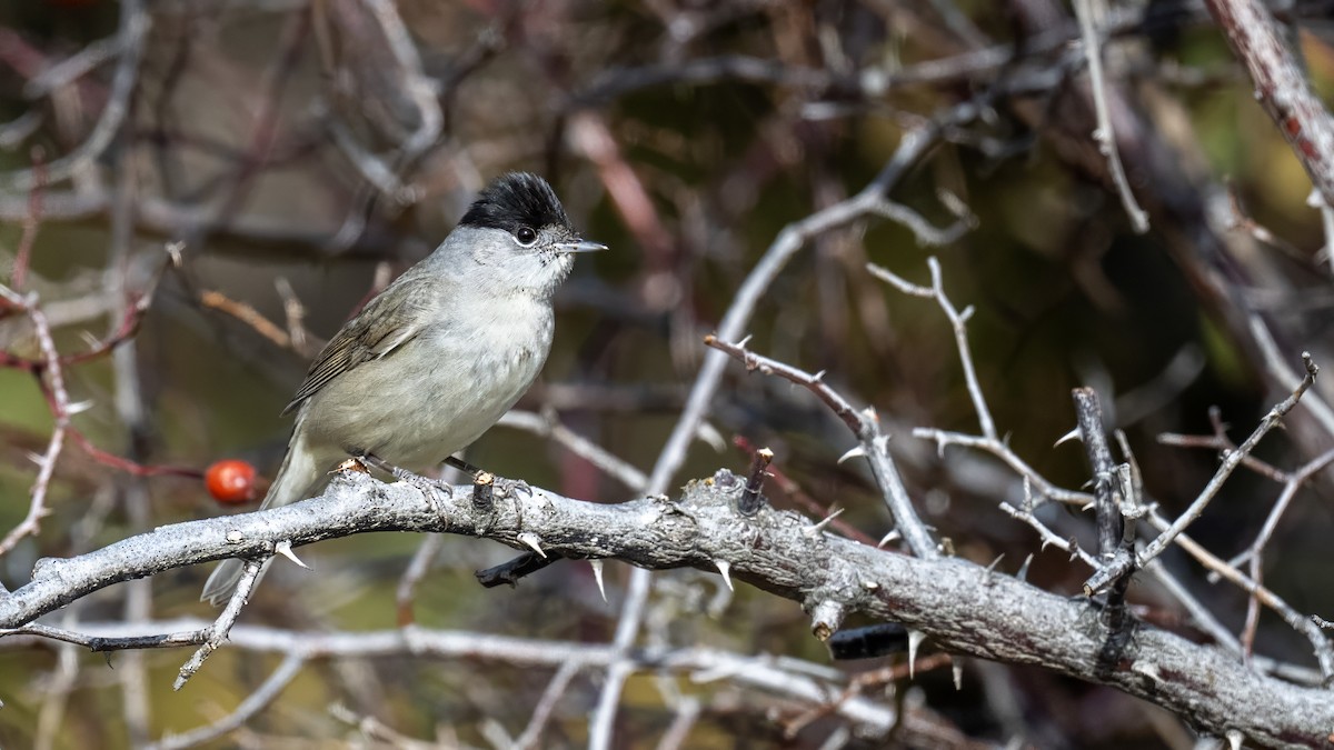 Txinbo kaskabeltza - ML644656110