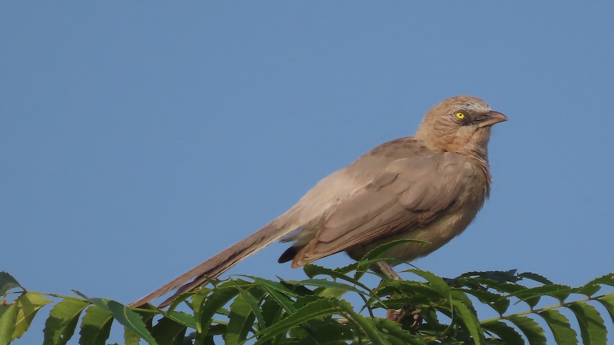 Kalapitari grisa - ML644656113