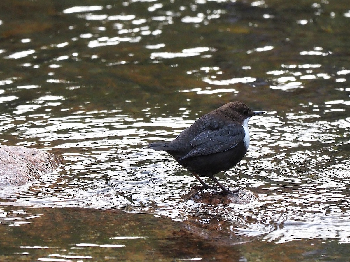 Пронурок біловолий - ML644656122