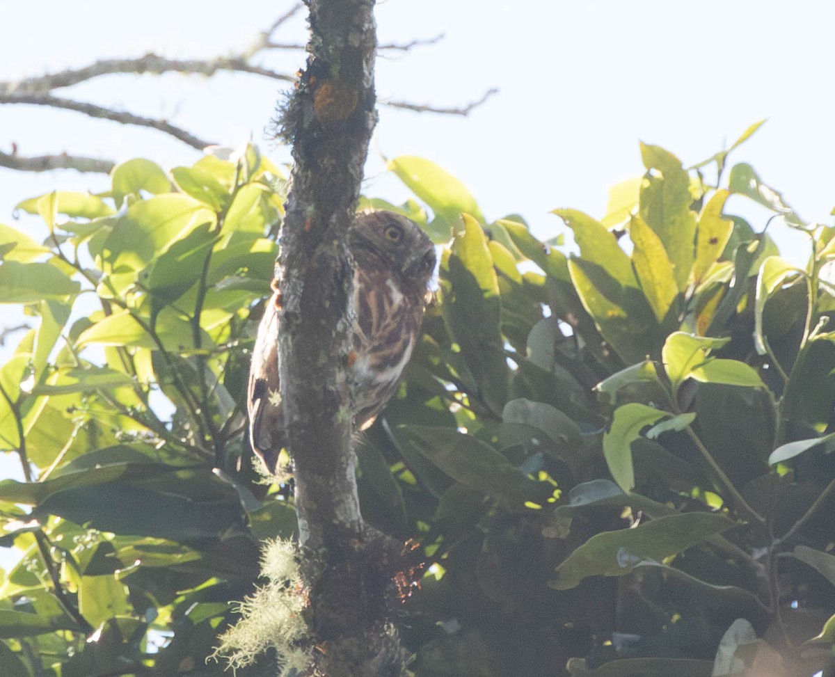 Yungas Pygmy-Owl - ML644656126