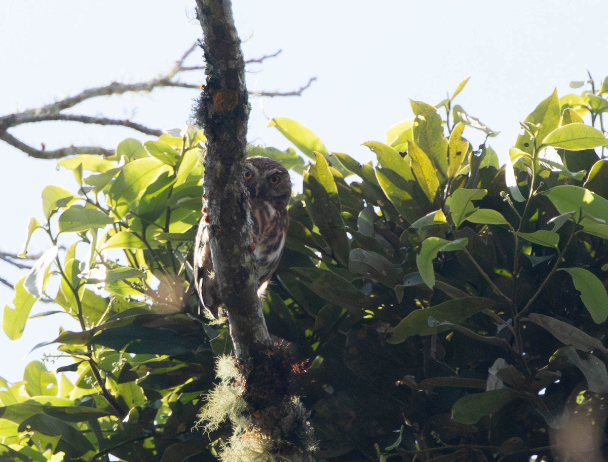 Yungas Pygmy-Owl - ML644656127