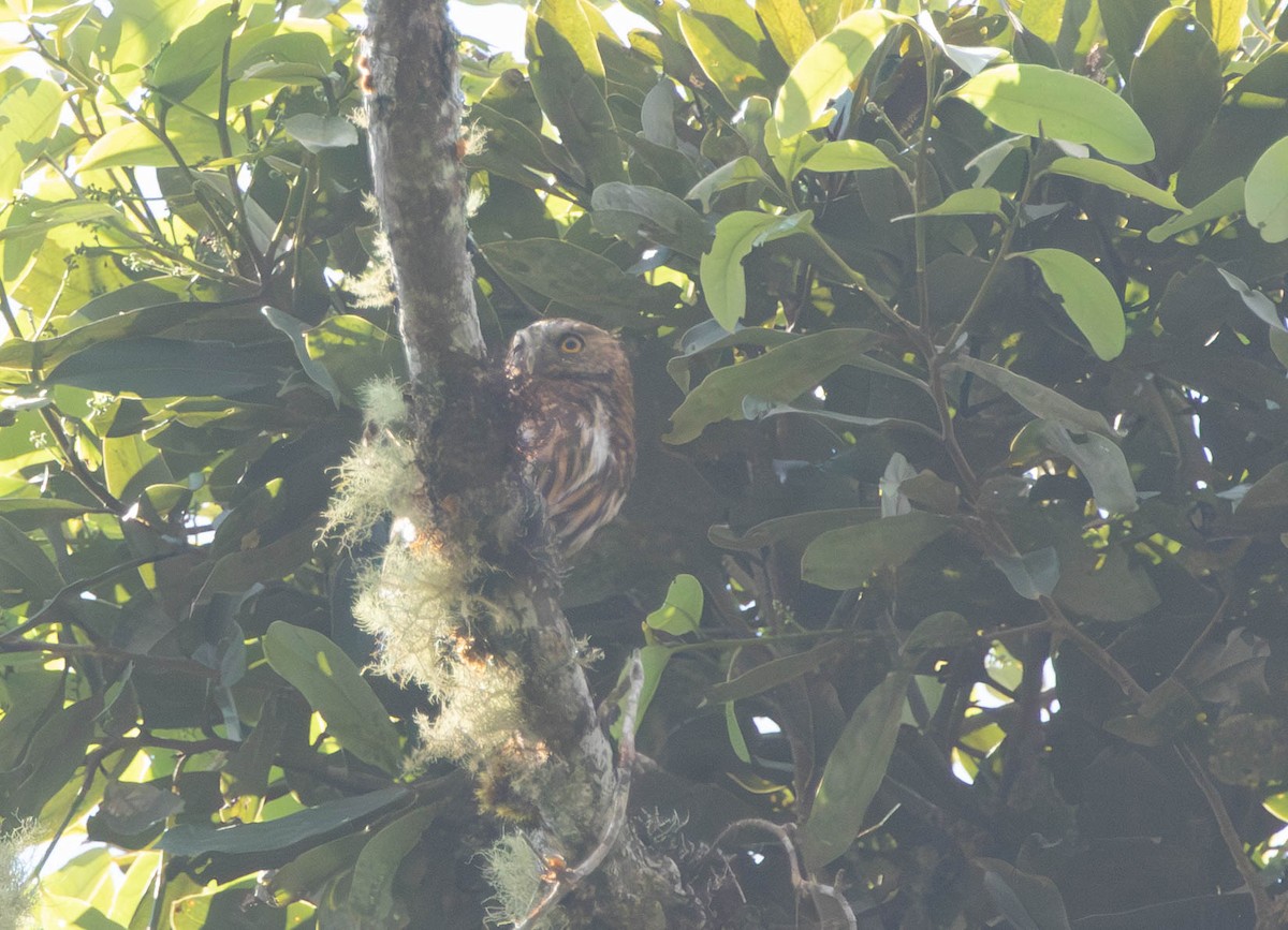 Bolivienzwergkauz - ML644656128