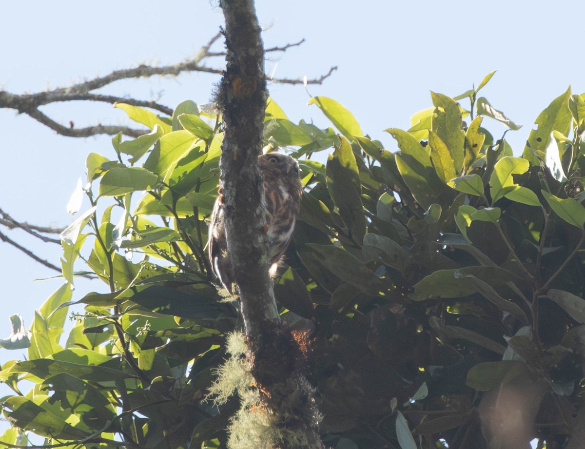 Bolivienzwergkauz - ML644656129