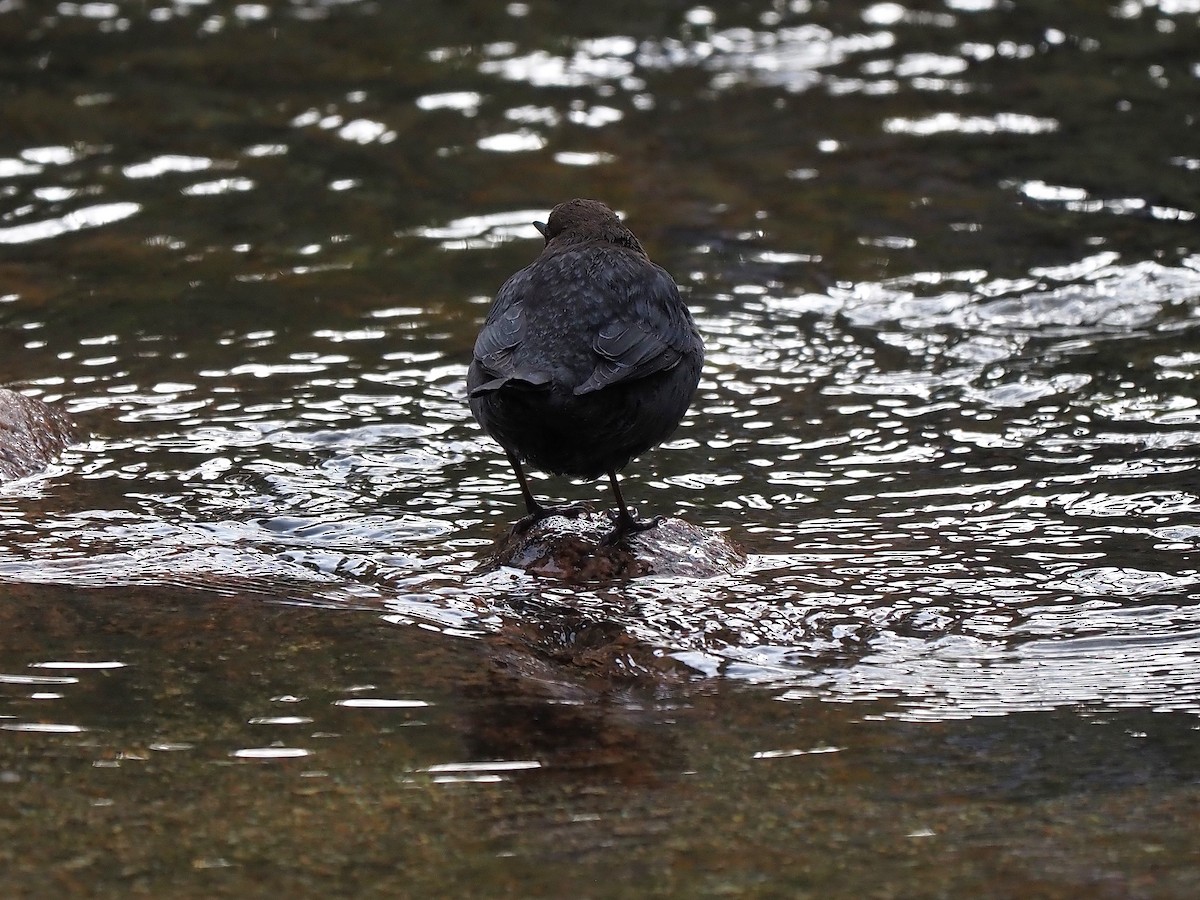 Пронурок біловолий - ML644656132