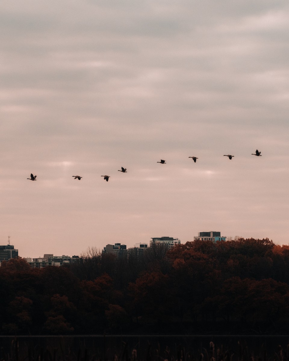 カナダガン - ML644656138