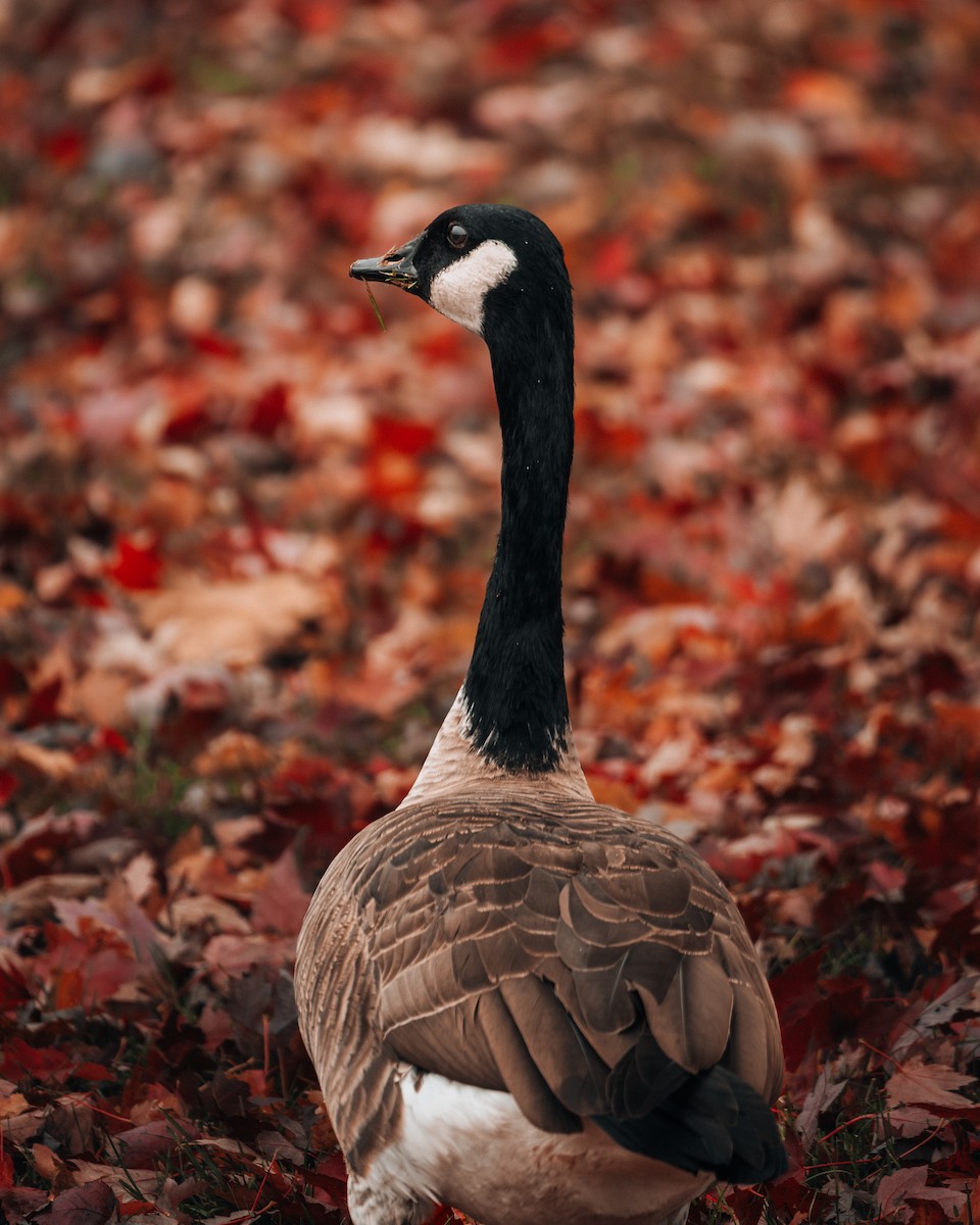 カナダガン - ML644656139