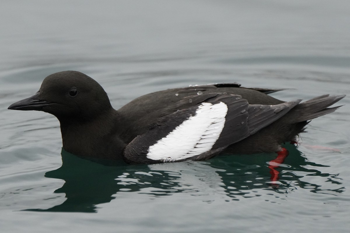 Black Guillemot - ML644656140