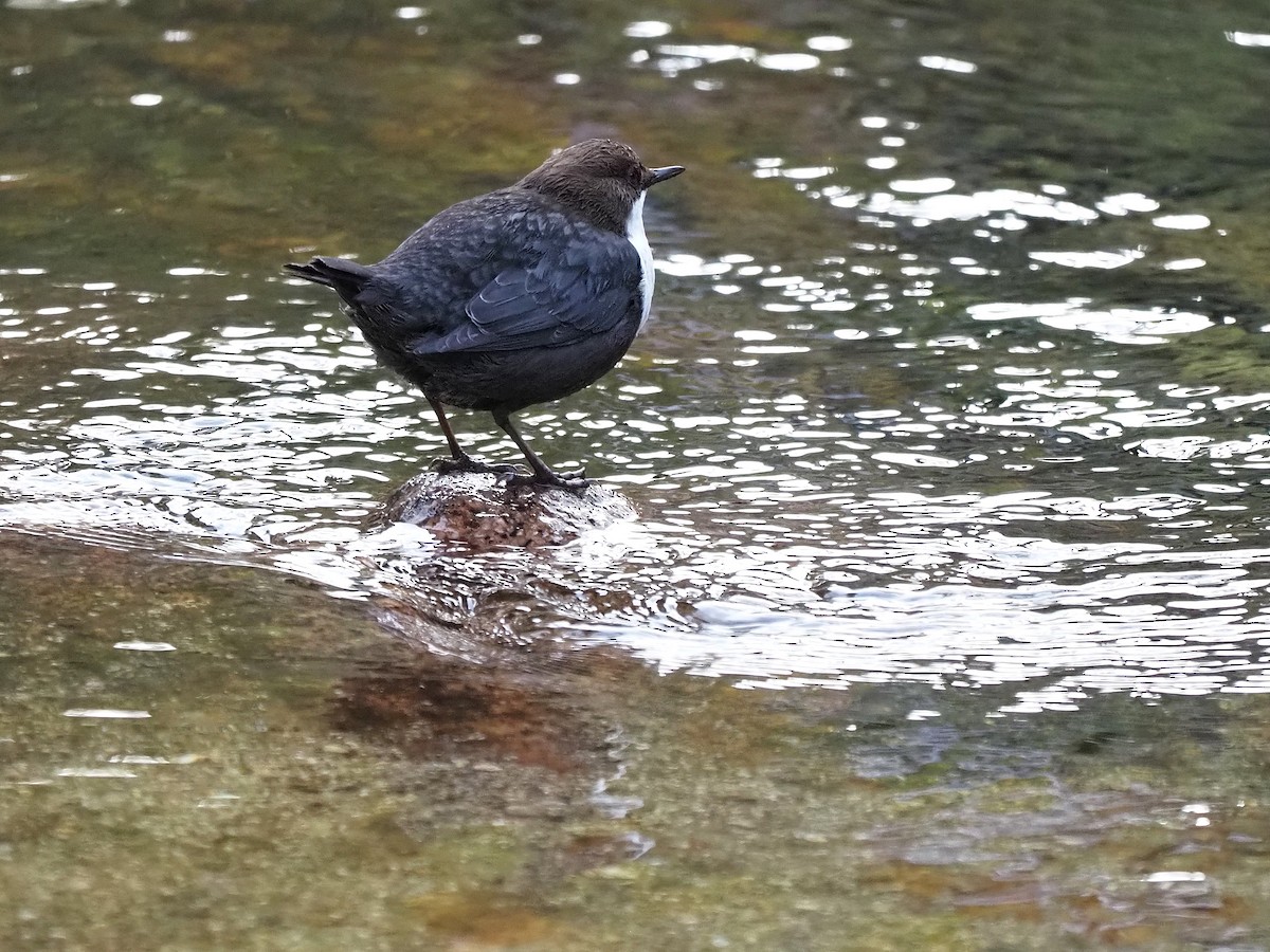 Пронурок біловолий - ML644656144