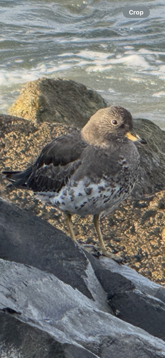 Surfbird - ML644656145