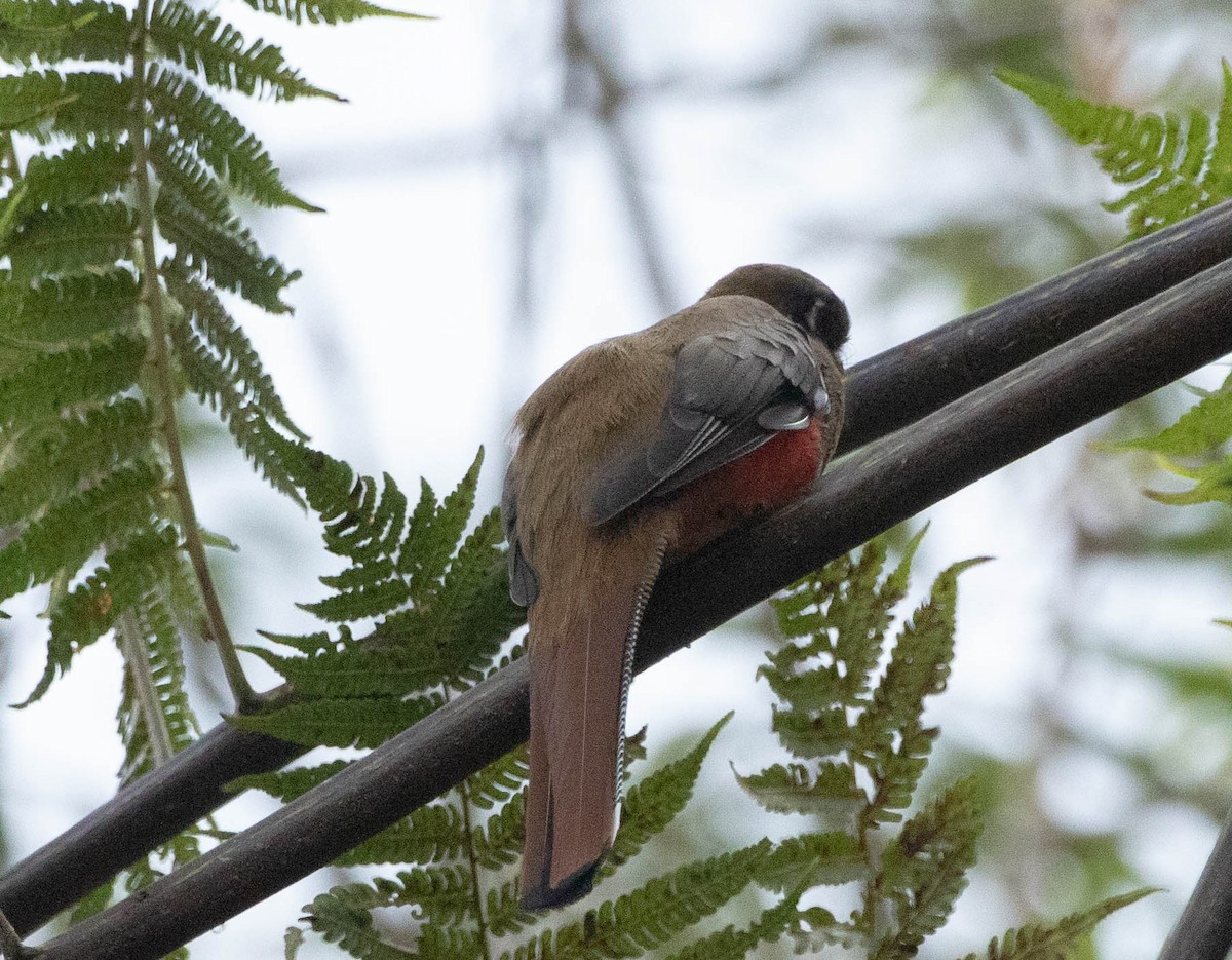 Masked Trogon - ML644656146