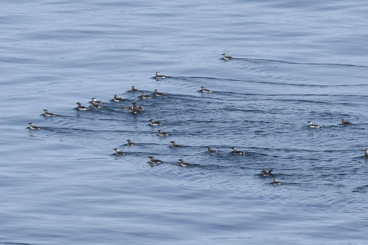 Common Murre - ML644656147