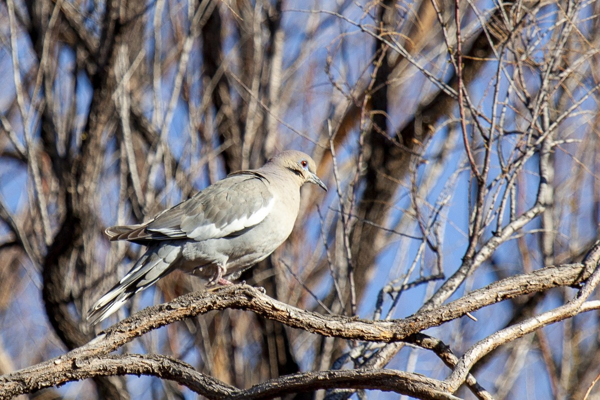 White-winged Dove - ML644656148