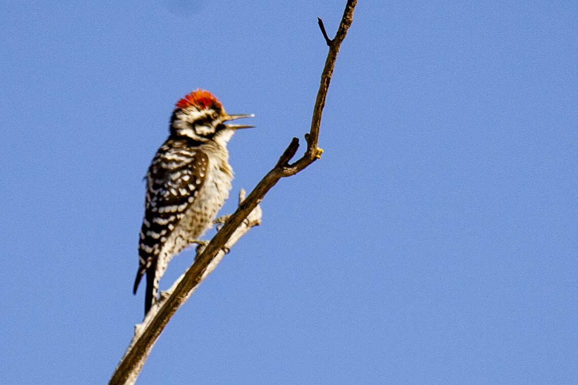 Ladder-backed Woodpecker - ML644656159
