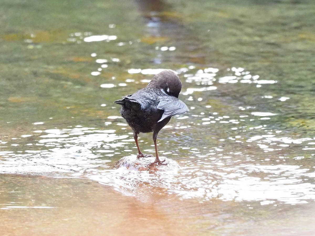 Пронурок біловолий - ML644656160