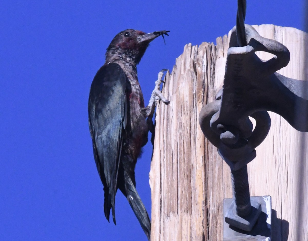 Lewis's Woodpecker - ML644656162