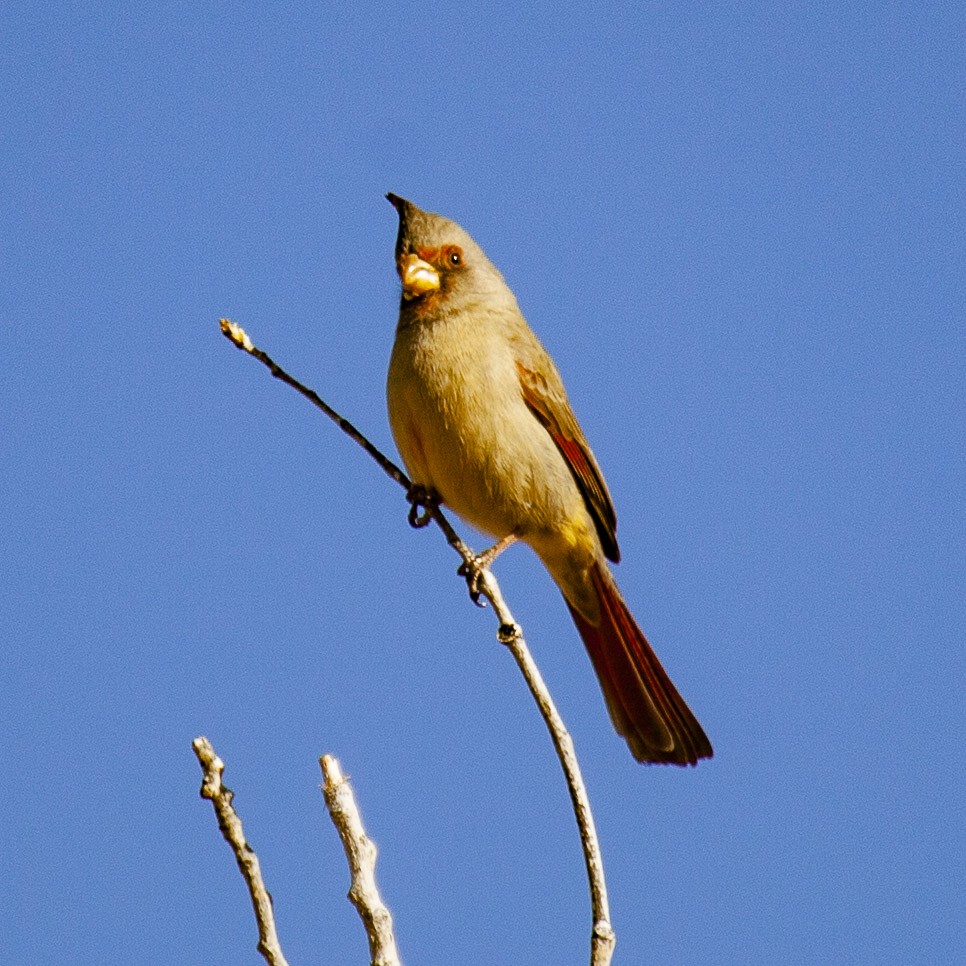 Pyrrhuloxia - ML644656163