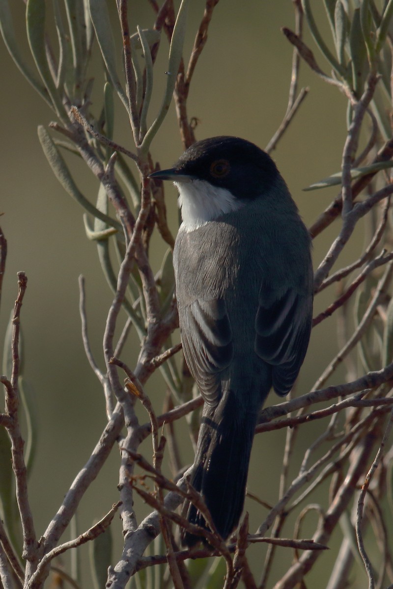 Txinbo burubeltza - ML644656165