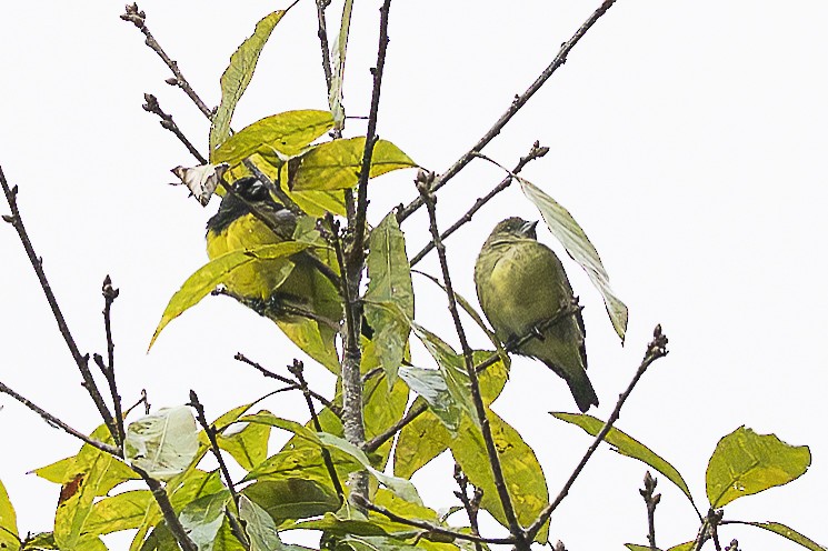 Yellow-bellied Siskin - ML644656166