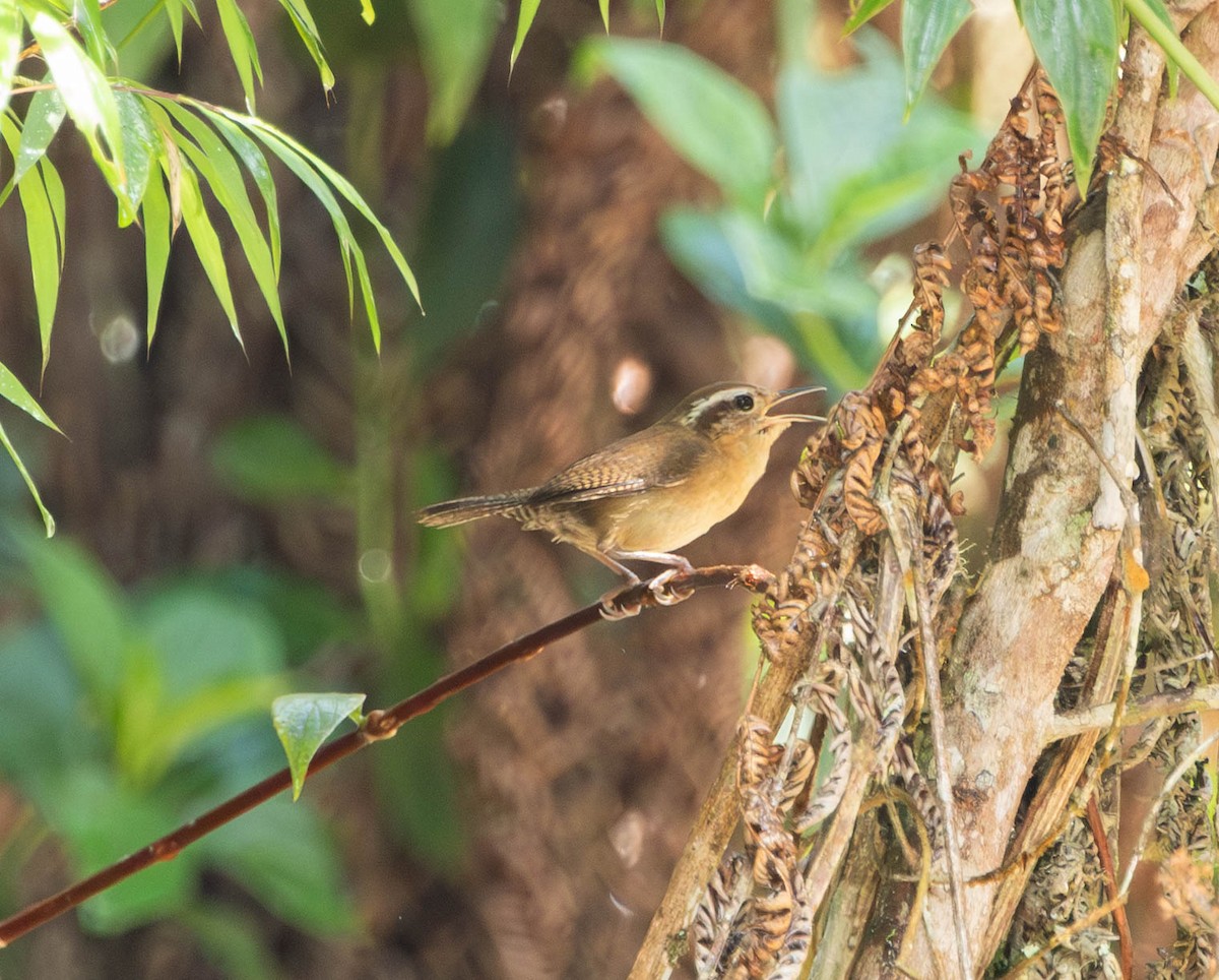 Mountain Wren - ML644656167