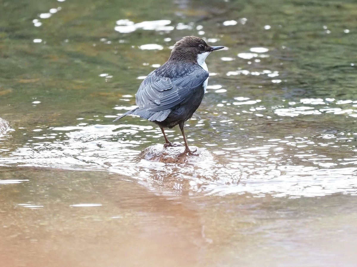 Пронурок біловолий - ML644656168