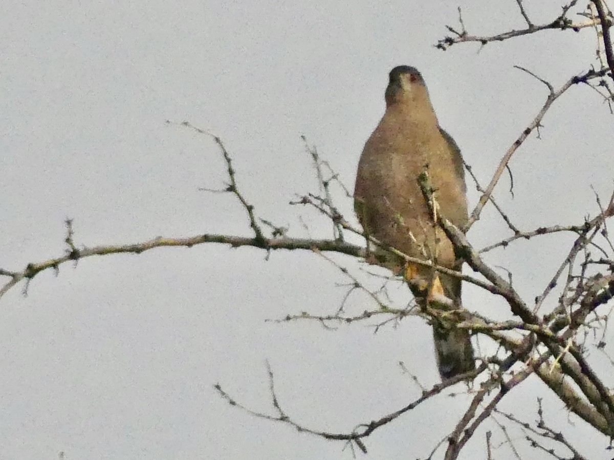 Rundschwanzhabicht - ML644656177