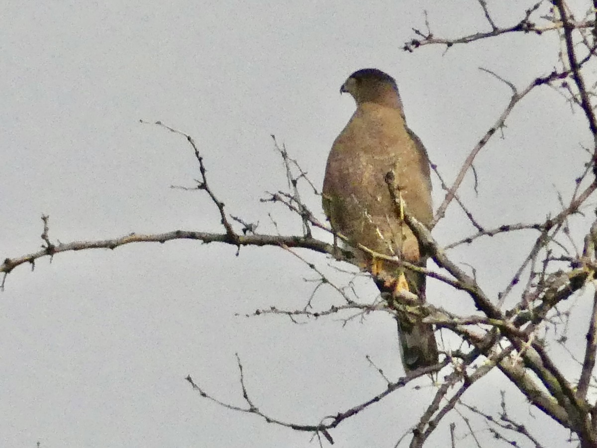 Rundschwanzhabicht - ML644656178