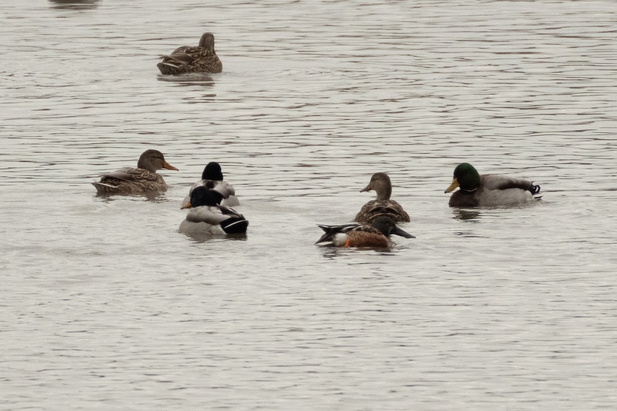 ハシビロガモ - ML644656179