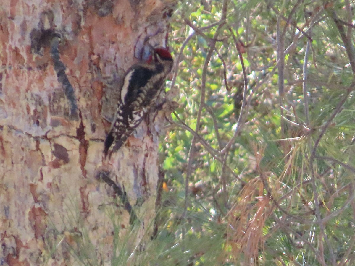 Red-naped Sapsucker - ML644656181