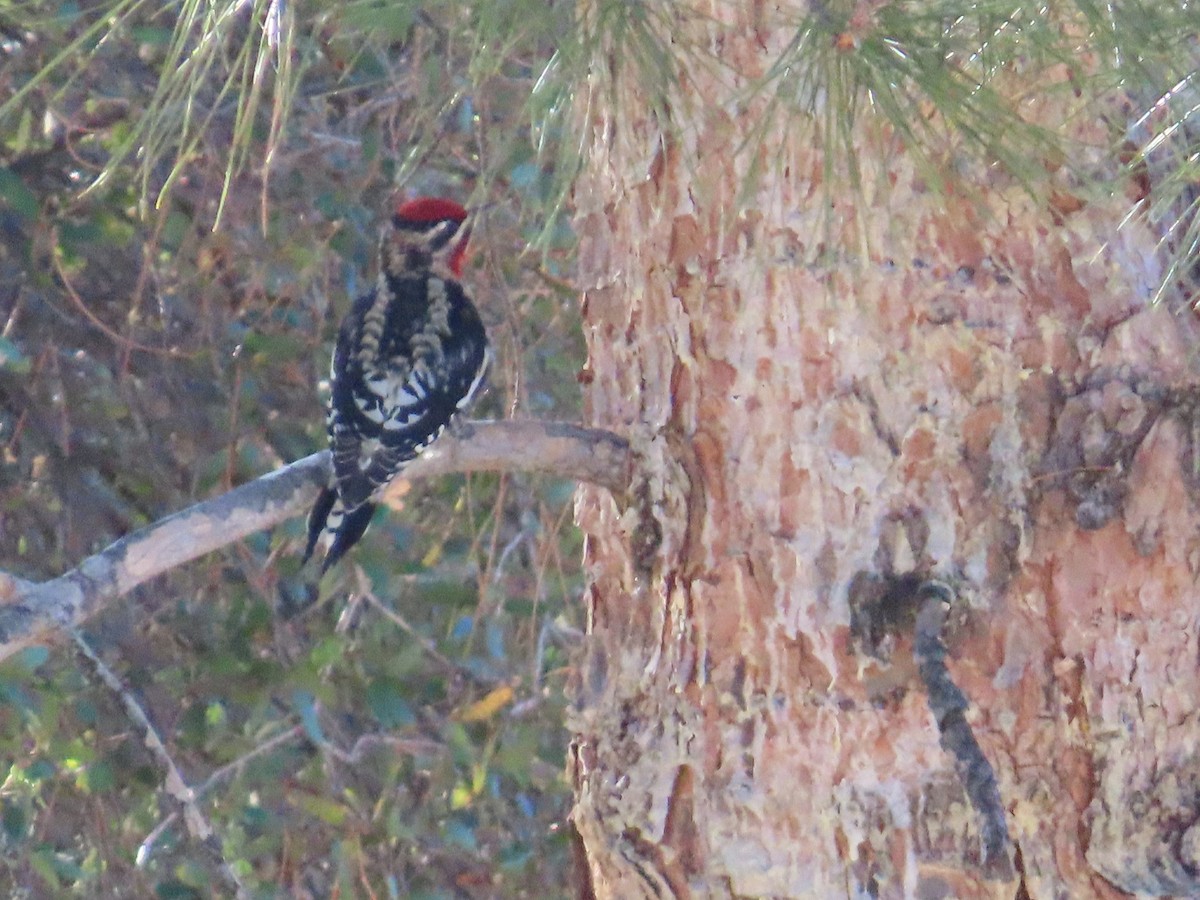 Red-naped Sapsucker - ML644656182