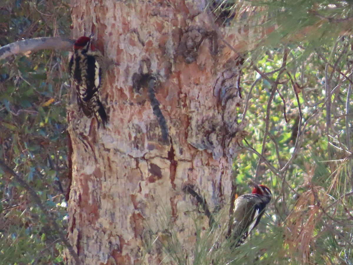 Red-naped Sapsucker - ML644656183