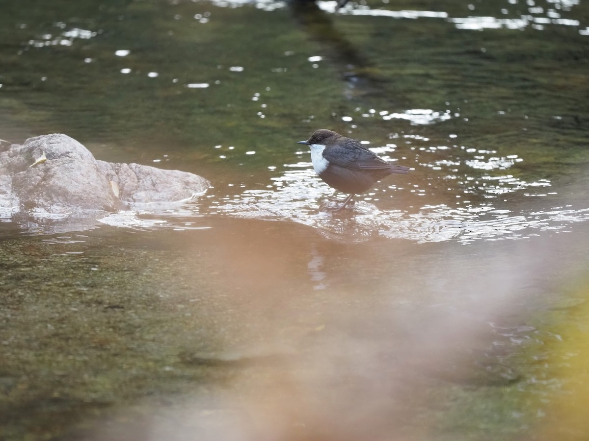 Пронурок біловолий - ML644656185