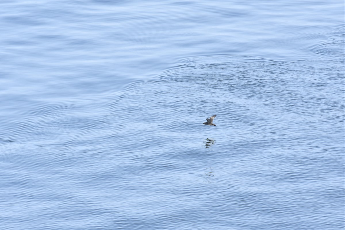 Northern Fulmar - ML644656190