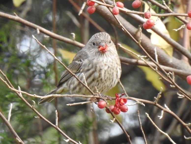 Чечевиця садова - ML644656192