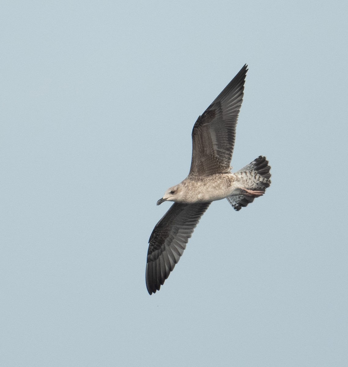 Бэсрэг цахлай - ML644656194