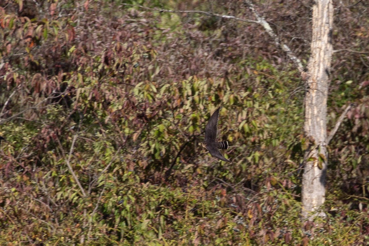 Хайргууна шонхор - ML644656195