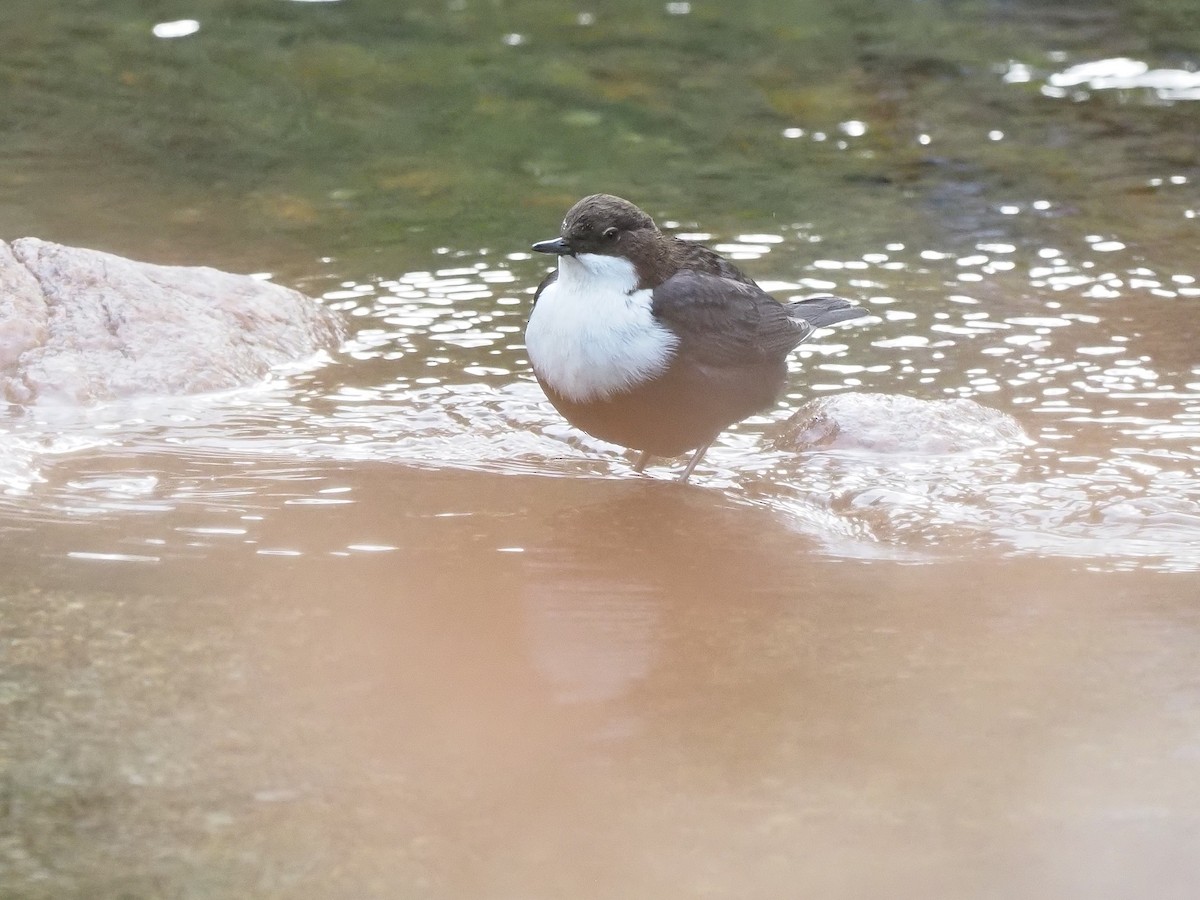 Пронурок біловолий - ML644656196