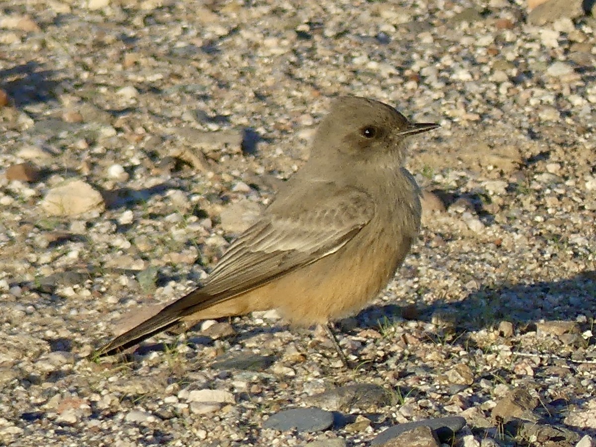 Zimtbauch-Phoebetyrann - ML644656198