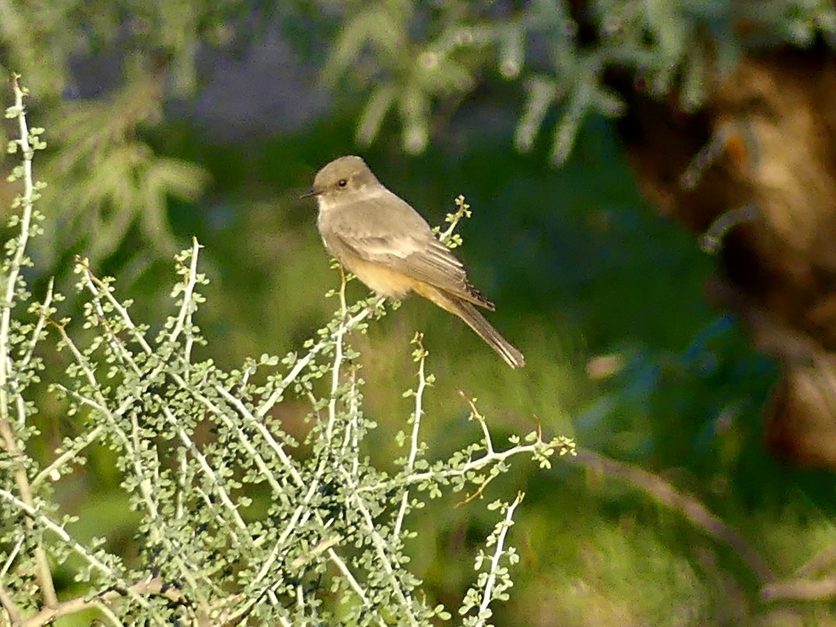 Zimtbauch-Phoebetyrann - ML644656199