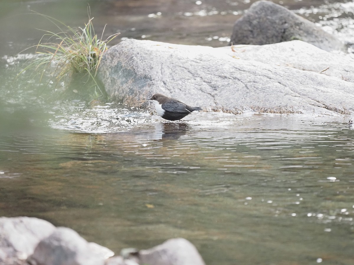 Пронурок біловолий - ML644656204