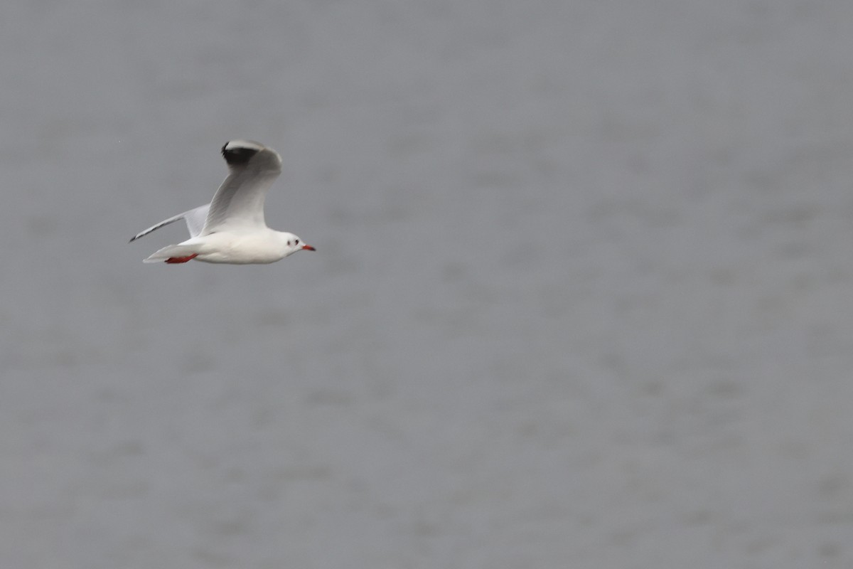 Black-headed Gull - ML644656205