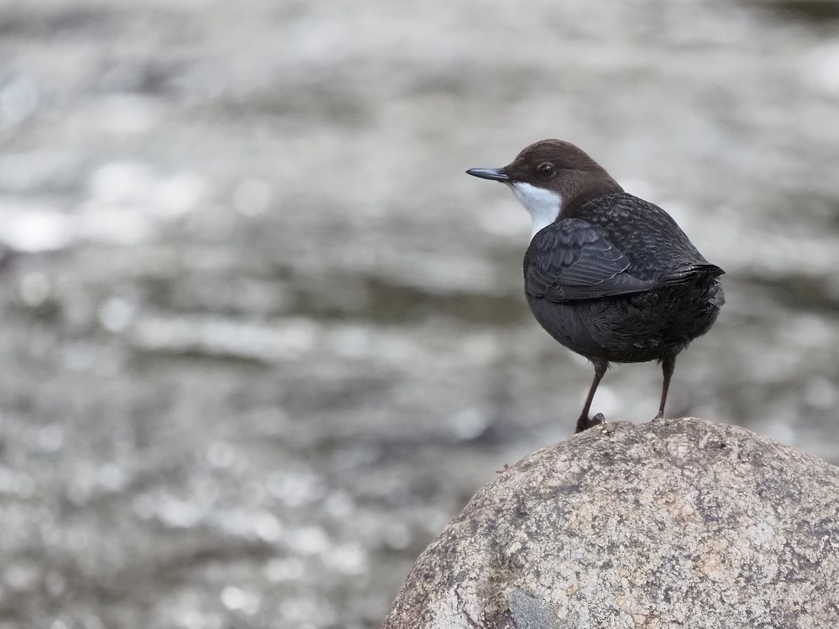 Пронурок біловолий - ML644656208