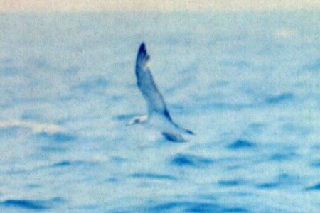 Scopoli's Shearwater - ML644656209