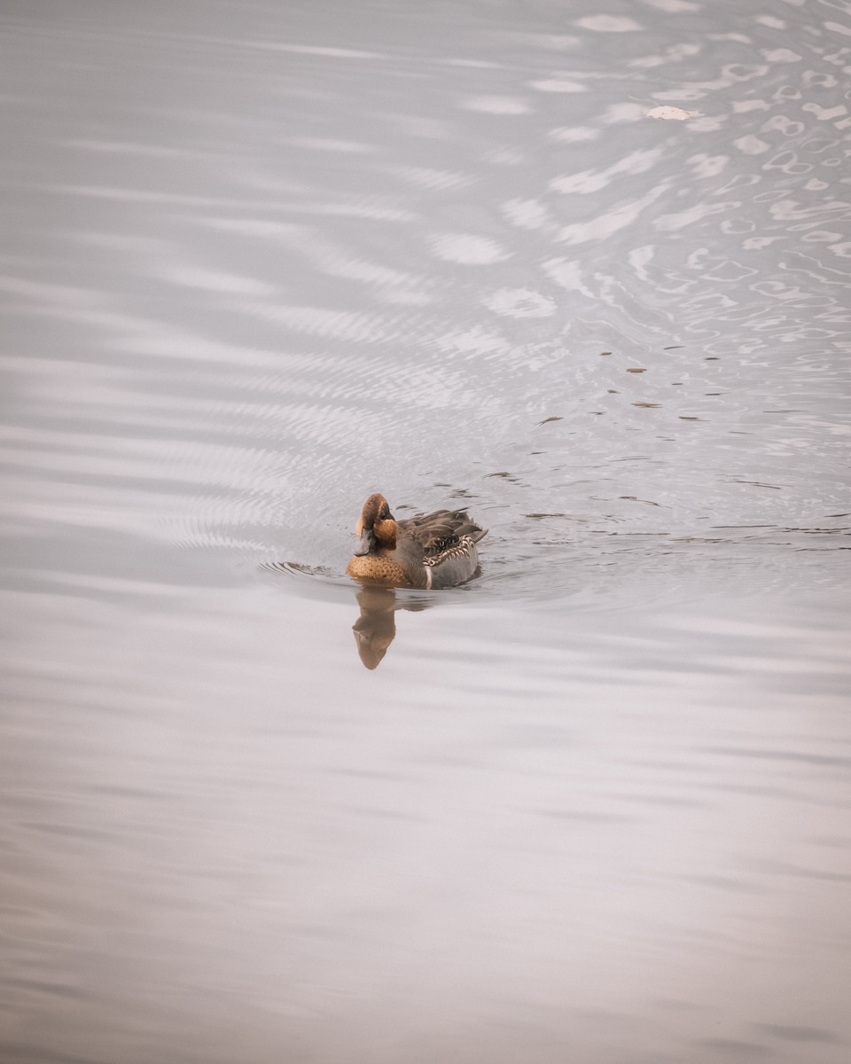 Zertzeta arrunta - ML644656210